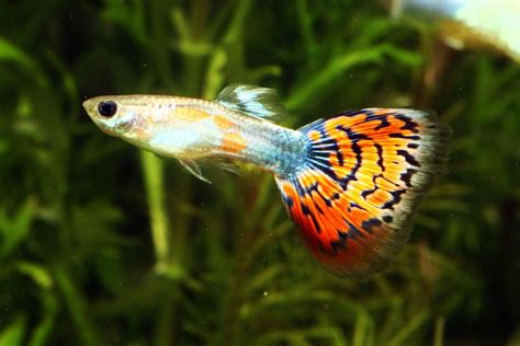 養孔雀|孔雀魚新手入門：12個孔雀魚飼養技巧大公開（新手必讀）